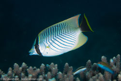 BD-130714-Maldives-0636-Chaetodon-trifascialis.-Quoy---Gaimard.-1825-[Chevron-butterflyfish].jpg
